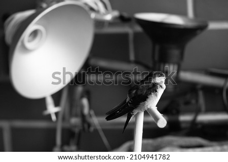 Little swallow sitting on balkony, keeping birds in captivity and save wild nature Zdjęcia stock © 