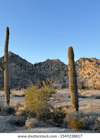 Similar – Image, Stock Photo Large cacti in a greenhouse under a glass roof