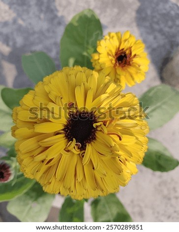 Similar – Image, Stock Photo Bright yellow calendula in front of bright blue