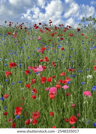 Similar – Image, Stock Photo poppies, cornflowers, blue sky, what more could you want?