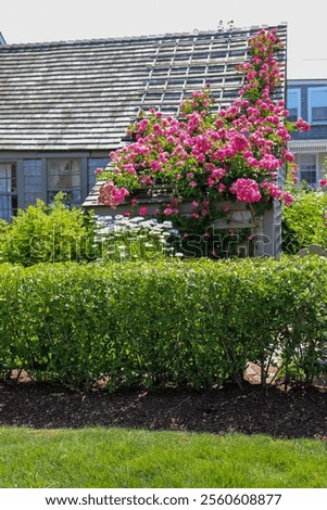 Similar – Foto Bild Kleine Heckenrose mit Vordergrund- und Hintergrundbokeh