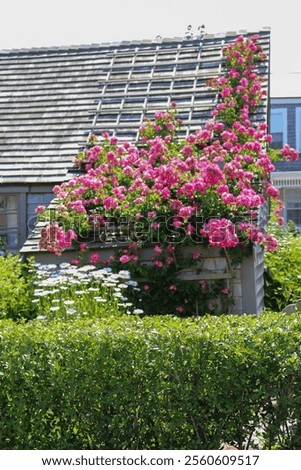 Similar – Foto Bild Kleine Heckenrose mit Vordergrund- und Hintergrundbokeh