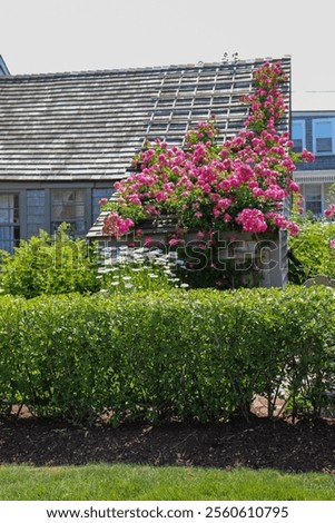 Similar – Foto Bild Kleine Heckenrose mit Vordergrund- und Hintergrundbokeh