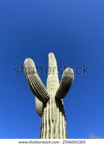 Image, Stock Photo Tall cactus against blue sky