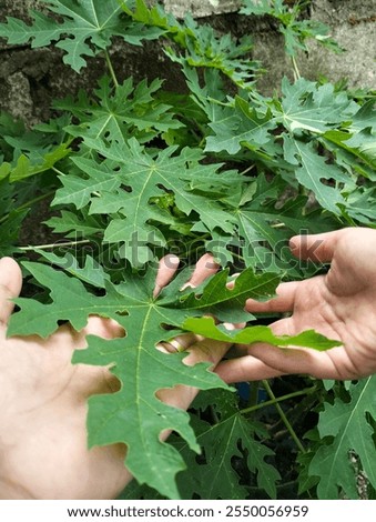 Similar – Image, Stock Photo Two clean hands are begging for something with visible palm