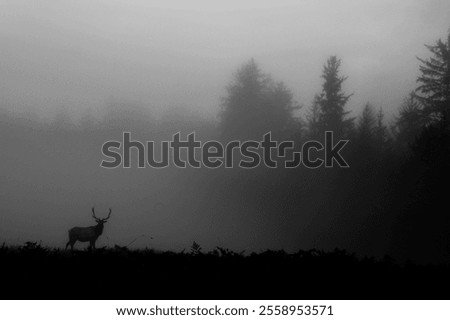 Similar – Foto Bild nebeliger Novembermorgen am Wandrand mit Sonnenstrahlen