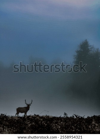 Foto Bild nebeliger Novembermorgen am Wandrand mit Sonnenstrahlen