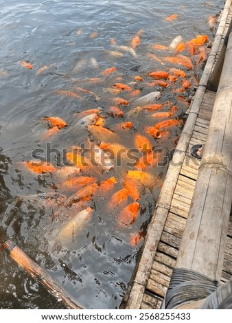 Similar – Foto Bild Goldfisch (Carassius auratus)