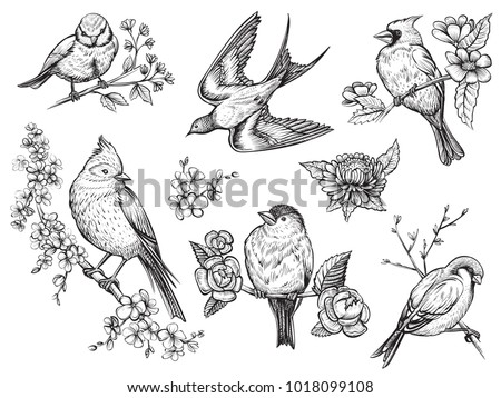 Bird hand drawn set in vintage style with flowers. Spring birds sitting on blossom branches. Linear engraved art.