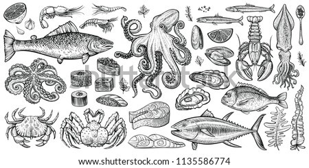 Seafood vector illustrations. Hand drawn line sea fishes, sushi rolls, oysters, mussels, lobster, squid, octopus, crabs, prawns, fish fillet, laminaria and wakame seaweeds. Healthy food natural set.