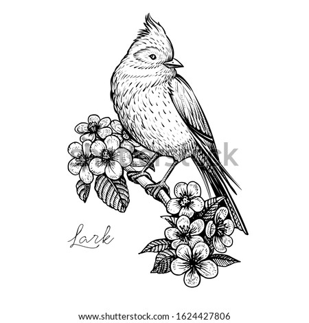 Bird and flowers, vintage hand drawn vector illustration. Sitting spring bird on the blooming cherry branch. Isolated black floral element on white background.