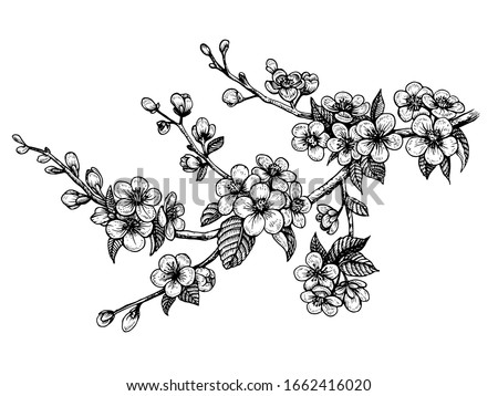 Japanese Cherry Blossom Flower Drawing At Getdrawings Free Download