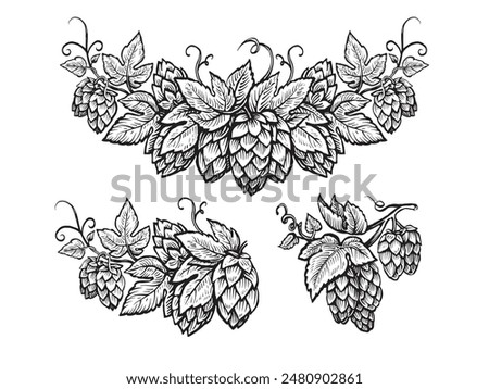 Vector hop sketch. Branch of hops cones with leaves. Design elements for border or frame. Beer ingredient illustration.