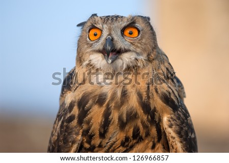 European eagle owl close up in Crimea mountains, Ukraine