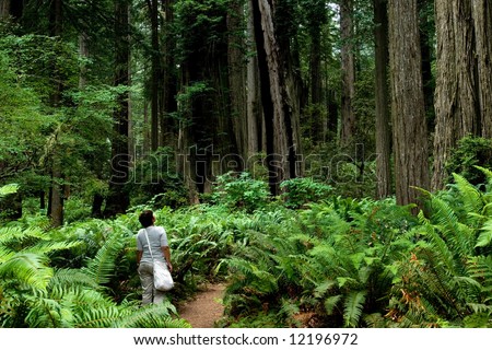 Girl hiking around relict sequoia trees in Redwoods National park, California