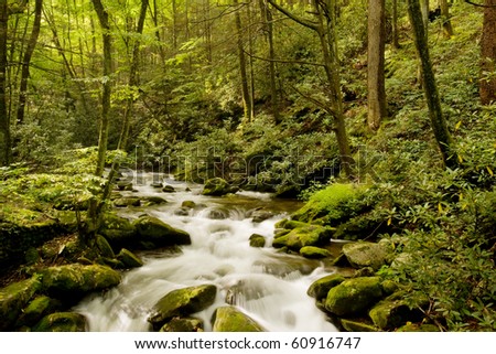 Mountain stream in Great Smoky Mountains