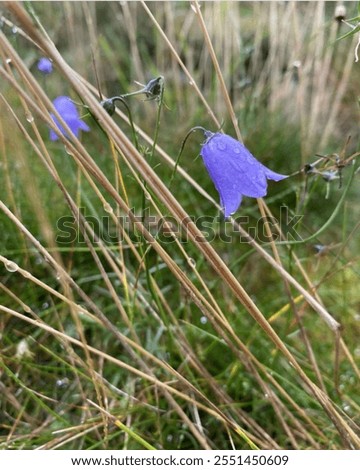Similar – Image, Stock Photo Purple bellflower with hanging green flower stems and wilted flower buds, seen from the bird’s eye view, in a white, transparent glass vase on a black background. Bouquet of the beautiful, wild Campanula from above, decorative on dark table.