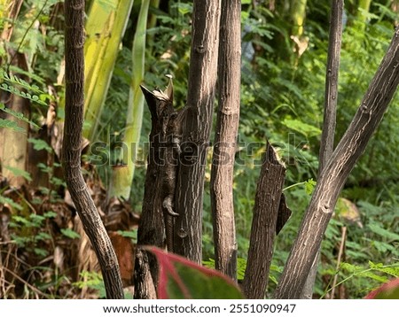 Similar – Image, Stock Photo Tiny lizard on trunk