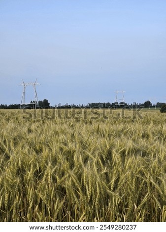 Similar – Image, Stock Photo Rye field background during summer sunset back light with details on kernels, Austria