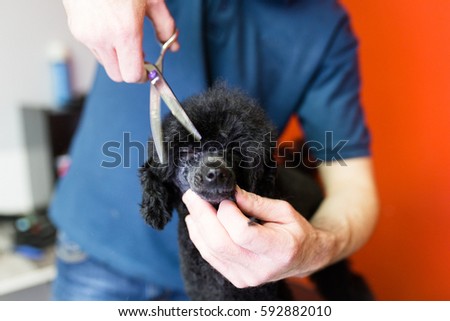 Similar – Image, Stock Photo Man grooming Miniature Poodle dog in salon