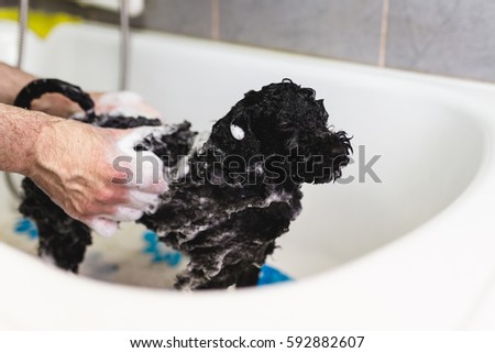 Similar – Image, Stock Photo Man grooming Miniature Poodle dog in salon