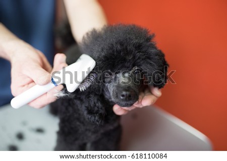 Similar – Image, Stock Photo Man grooming Miniature Poodle dog in salon