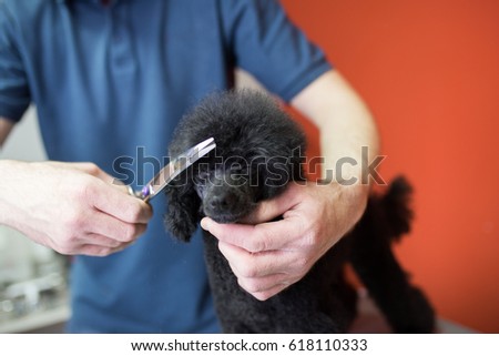 Similar – Image, Stock Photo Man grooming Miniature Poodle dog in salon