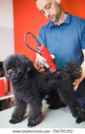 Similar – Image, Stock Photo Man grooming Miniature Poodle dog in salon