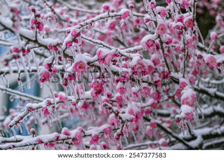 Similar – Image, Stock Photo frost blossoms Nature