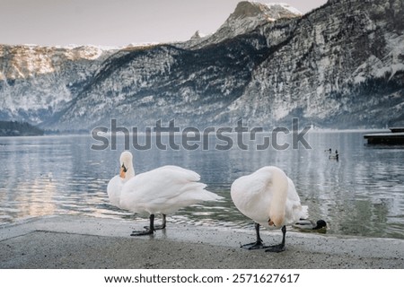 Similar – Foto Bild Spiegelung 1. Ein Schwan alleine im dunklem Wasser. Er reflektiert sich. Nur ein paar Blätter schwimmen auf dem Wasser.