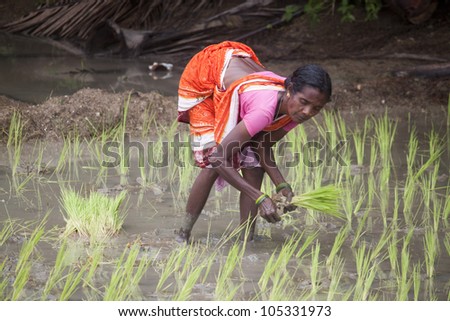 ANDAMAN ISLANDS, INDIA - SEP 1: Woman plants a rice on Sep 1, 2011 on Havelock island, Andaman islands, India.India is the second largest producer of rice, accounting for 20% of world rice production.