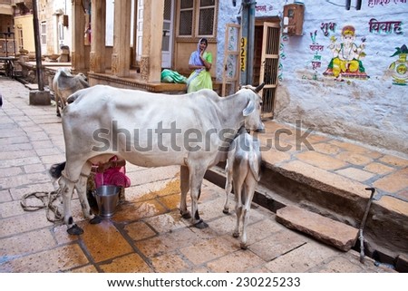 JAISALMER - SEP 10. Unidentified woman milks a cow on a street on Sep 10, 2011 in Jaisalmer, India. Cows as considered as holy in India and  no sacrifice can be performed without cow\'s milk,
