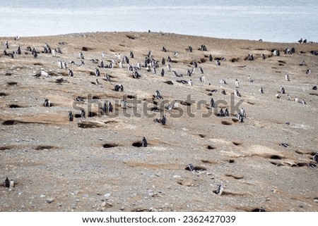 Similar – Image, Stock Photo Magellanic penguin on Isla Magdalena in the Strait of Magellan