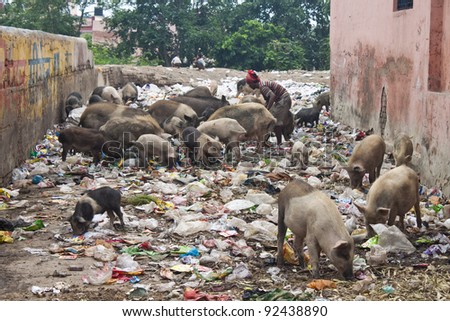 Pigs on street feeding in trash, Agra, India