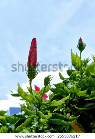 Foto Bild Stehende Pflanze gegen den Himmel