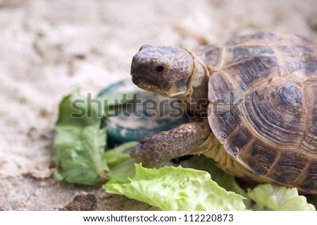 Russian turtoise walking on top of lettuce
