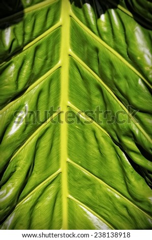 Close-up of a big leaf makes a great nature background