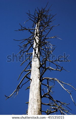 Tall tree in Kings Canyon National Park