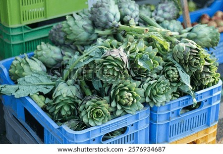 Similar – Image, Stock Photo Fresh green artichokes at the weekly market in Alacati in the province of Izmir at the Aegean Sea in Turkey