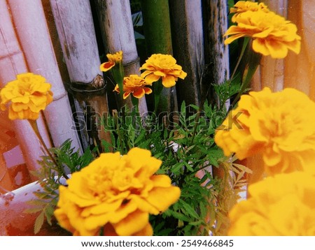 Similar – Image, Stock Photo Bright yellow calendula in front of bright blue