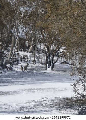 Similar – Image, Stock Photo First Snowfall Animal