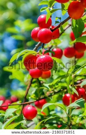Red cherry plum ripen on a branch. Small red fruits on the branches of a shrub. Photo stock © 