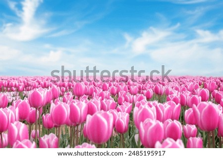 Similar – Foto Bild Tulpenblüte Umwelt Natur