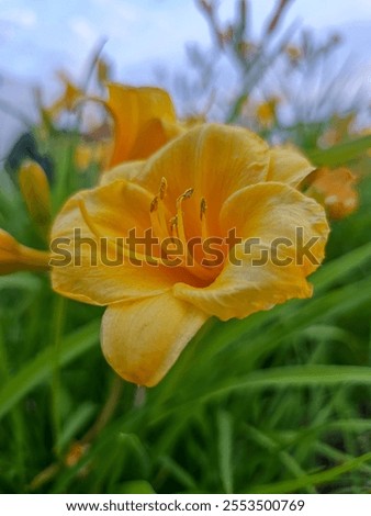 Similar – Image, Stock Photo bright yellow lily blossom