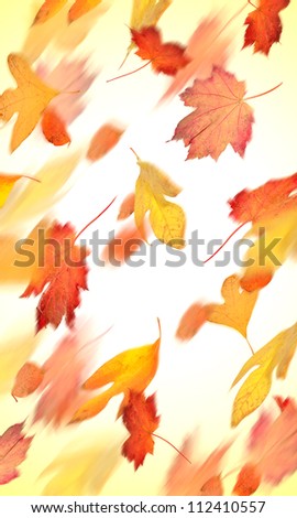 Autumn leaves falling in motion
