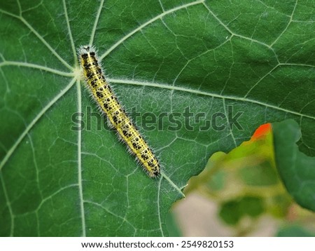 Similar – Image, Stock Photo after-lunch nap in the sun