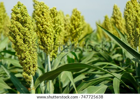 Selective soft focus of Sorghum field in sun light. Foto stock © 