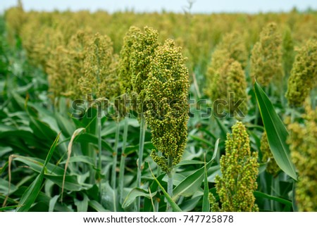 Selective soft focus of Sorghum field in sun light. Foto stock © 