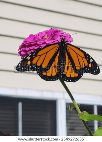 Similar – Image, Stock Photo take a break! Butterfly in rest position