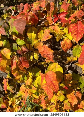 Similar – Image, Stock Photo Ivy grows in elegant lines on a grey concrete wall